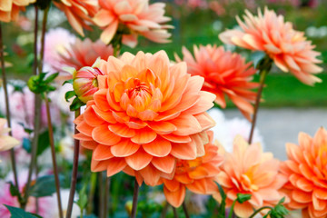 Dahlia orange flowers in Point Defiance park in Tacoma