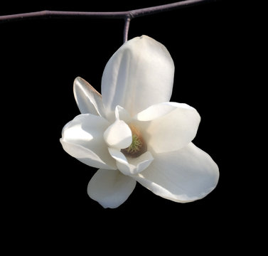 Fototapeta magnolia isolated on black