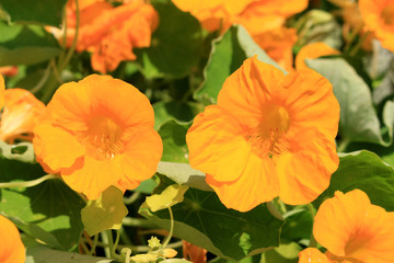 Edible flower Nasturtium yellow