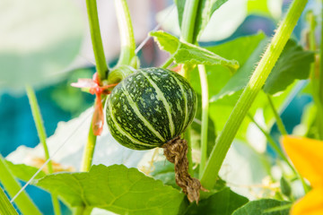 Small pumpkin organic farm