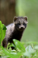 Raccoon dog pup in forest. Raccoon dog kit in forest. Young raccoon dog.
