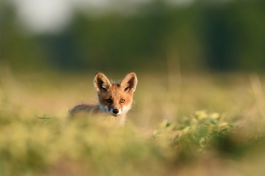 Red Fox Pup. Red Fox Kit.