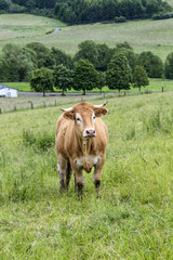 Brown Cow walking on the green meadow