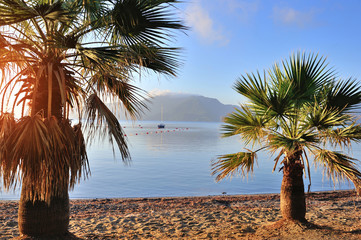 Beautiful seascape with palm trees. Summer morning