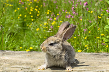 Rabbits . Beauty art design cute little Easter Bunny . Spring flowers and green grass.