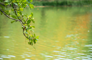 Branch of tree and lagoon background