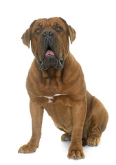 Obraz premium Dogue de Bordeaux