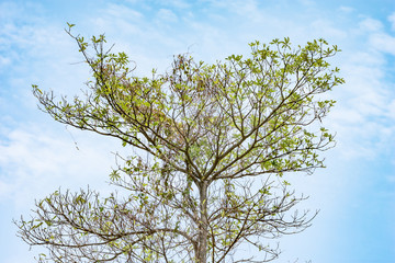 Branch of tree  on  sky background