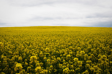 Obraz premium Landscape with yellow rapeseed field .