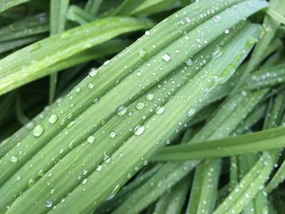 mildew on green grass