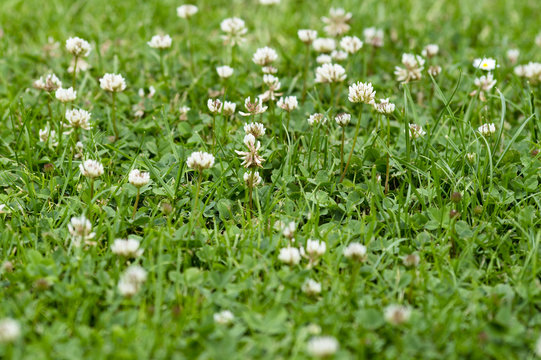 Nice green background with blooming clover, small white bloom, weed in lawn
