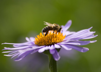 Aster purple flower from the side in detail, with pollinate bee on it, green background