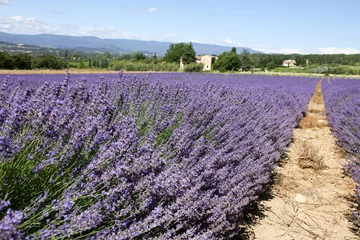 Gardinen Lavendel in der Provence © litchi cyril