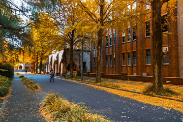 Naklejka premium Rząd drzewa Ginkgo na uniwersytecie w Tokio jesienią