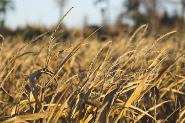 Fototapeta premium Detail of gold cornfield in autumn. Sun shining on dried-up cornfield