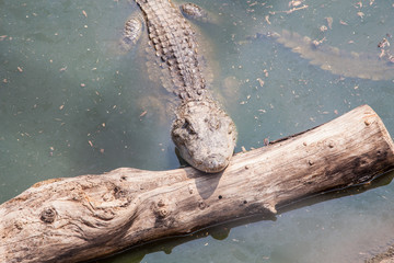 Two Crocodiles at Pond