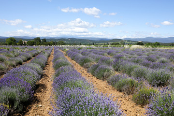 Obraz premium lavandes en provence