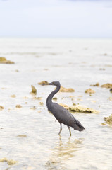Pacific Reef Egret or Egretta sacra bird