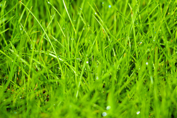 Lawn grass closeup