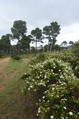 Mediterrane Landschaft mit Kiefern und Pinien auf Mallorca