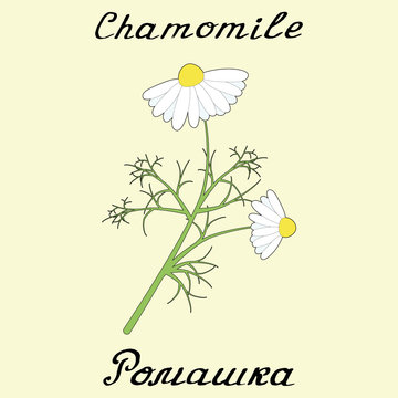 Chamomile. Drawing and hand-lettering