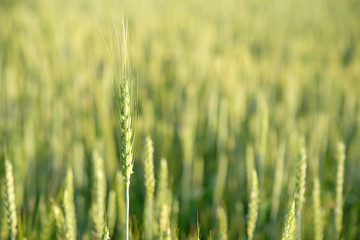 Ear of wheat growing on the field