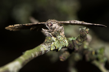 Mottled beauty moth (Alcis repandata) head on. British insect in the family Geometridae, the...
