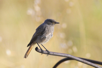 Black redstart, Phoenicurus ochruros