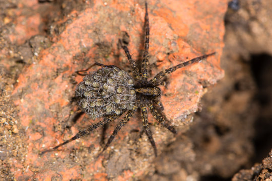 Wolf spider (Pardosa sp.) with spiderlings from above. Female spider carrying young on abdomen, in the family Lycosidae
