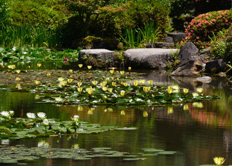 Water lily on the pond of Japanese garden, Kyoto Japan. 