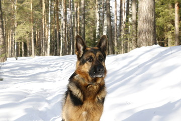 German shepherd dog on snow in winter day