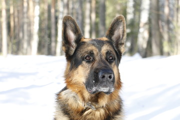 German shepherd dog on snow in winter day