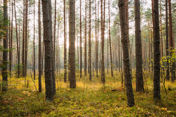 Fototapeta premium Wild autumn coniferous forest reserve. Nature of evergreen conif