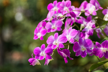 Fototapeta na wymiar Purple pink orchid