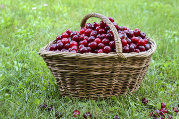 Basket full of ripe red cherries