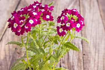 Verbena,verbenas or vervains on wooden background