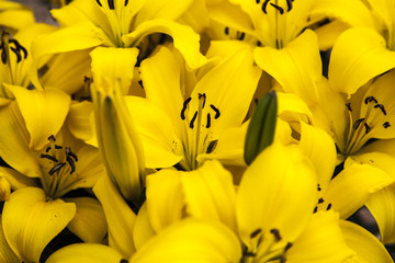 field of tulips