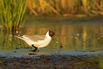 Black-headed Gull (Larus ridibundus) wading in the mud