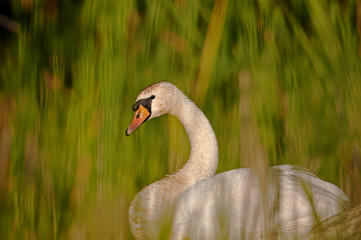Mute Swan (Cygnus olor) among the reeds