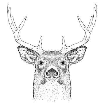 Hand draw deer portrait. Hand draw vector illustration