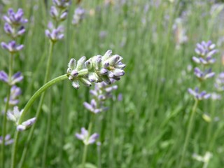 violet lavender bush  in blossom