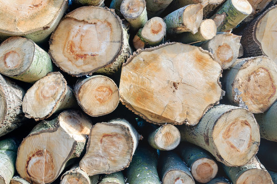 Stacked sawn birch trunks from close