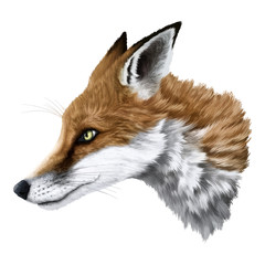 realistic fox portrait