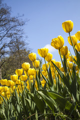 Obraz premium field of tulips