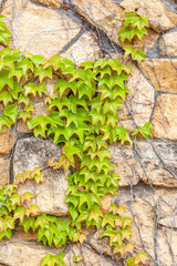 Green Ivy climb on brown brick wall, exterior decoration.