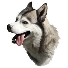 realistic husky portrait