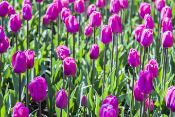 Obraz premium field of tulips