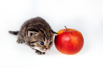Gray tabby Scottish Fold  kitten near the red apple