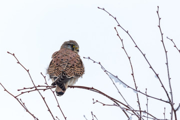 A common krestel on a tree branch looks for prey.
