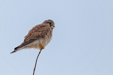 A common krestel on a tree branch looks for prey.